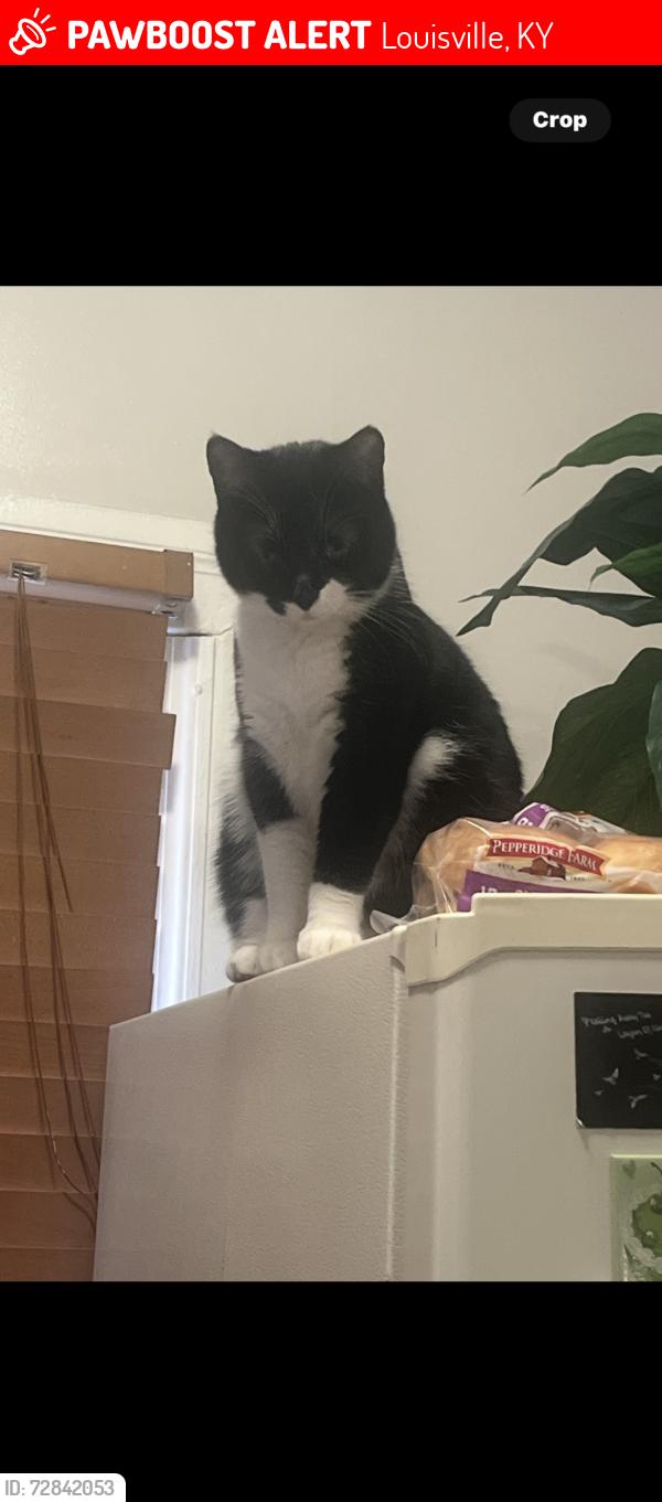 Lost Female Cat last seen W Muhammad Ali blvd, Louisville, KY 40203