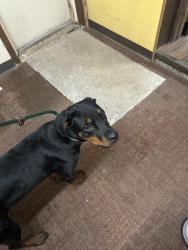 Found/Stray Female Dog last seen Moyer Rd and 27 Meadville Pa, Meadville, PA 16335
