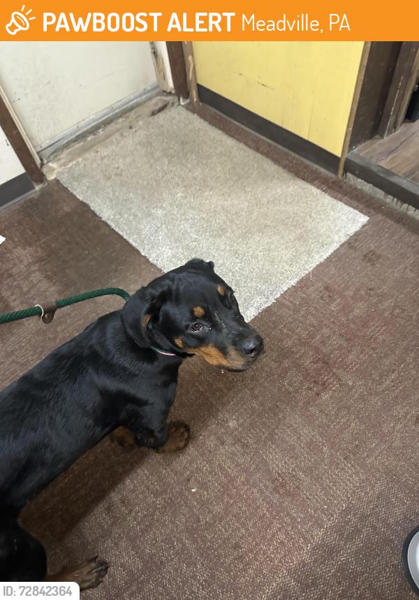 Found/Stray Female Dog last seen Moyer Rd and 27 Meadville Pa, Meadville, PA 16335
