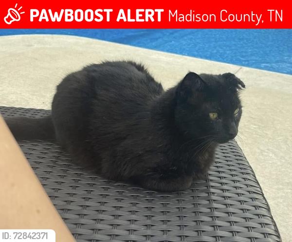 Lost Male Cat last seen Country Chase Subdivision , Madison County, TN 38305