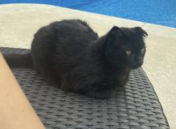 Lost Male Cat last seen Country Chase Subdivision , Madison County, TN 38305