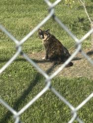 Found/Stray Unknown Cat last seen Riverview crossing apt complex , Andalusia, PA 19020