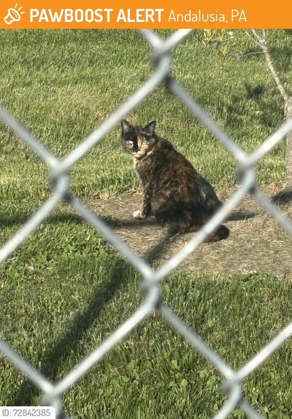 Found/Stray Unknown Cat last seen Riverview crossing apt complex , Andalusia, PA 19020