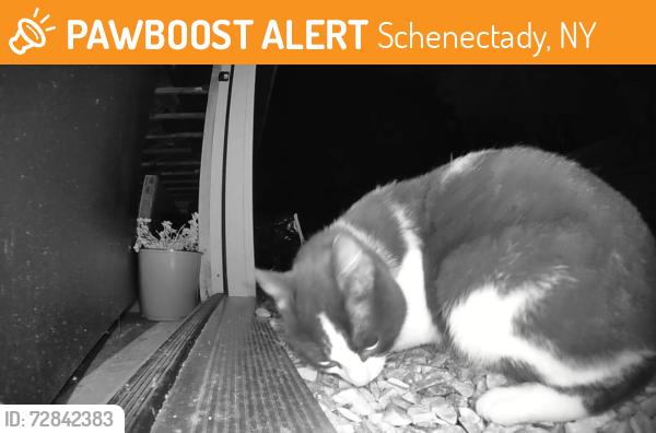 Found/Stray Unknown Cat last seen Andersen dog park in Glenville NY, Schenectady, NY 12302