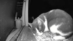 Found/Stray Unknown Cat last seen Andersen dog park in Glenville NY, Schenectady, NY 12302