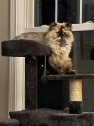 Lost Female Cat last seen Witchduck Rd off Anvers rd and Overland Rd, Virginia Beach, VA 23462