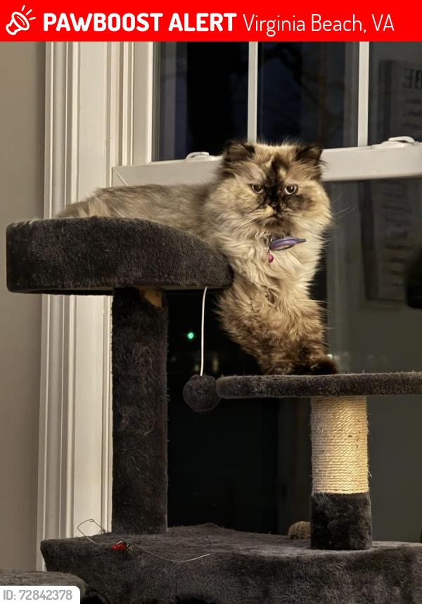 Lost Female Cat last seen Witchduck Rd off Anvers rd and Overland Rd, Virginia Beach, VA 23462