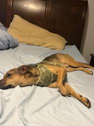 Lost Male Dog last seen Coral Springs drive and sample , Coral Springs, FL 33065