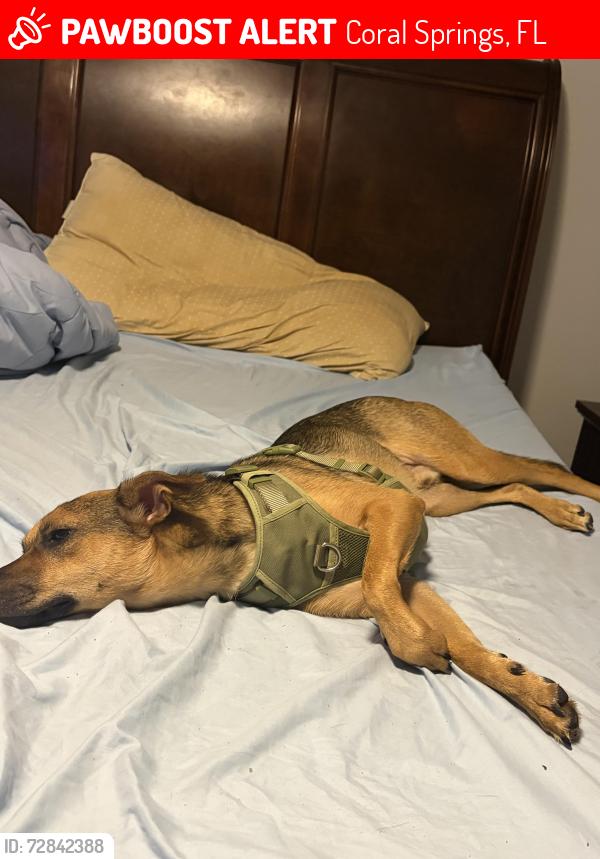 Lost Male Dog last seen Coral Springs drive and sample , Coral Springs, FL 33065