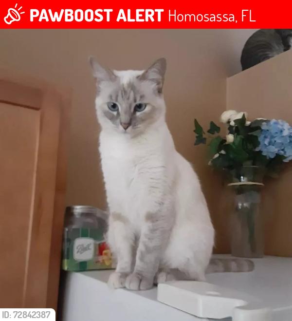 Lost Female Cat last seen Willow , Homosassa, FL 34448