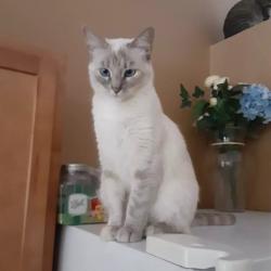 Lost Female Cat last seen Willow , Homosassa, FL 34448