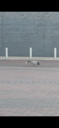 Found/Stray Unknown Dog last seen Smart financial center heading towards back of building , Sugar Land, TX 77479