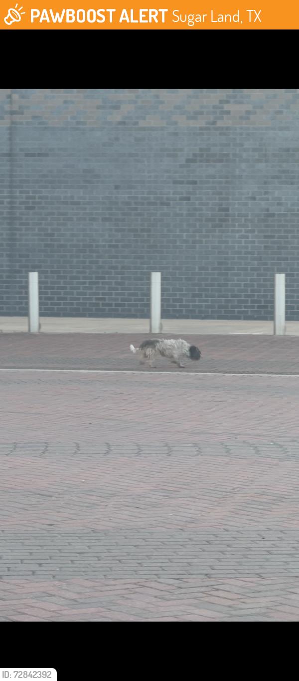 Found/Stray Unknown Dog last seen Smart financial center heading towards back of building , Sugar Land, TX 77479