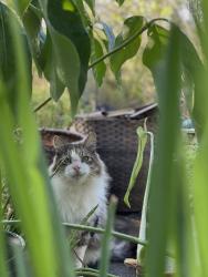 Lost Male Cat last seen Near ferndale cir, Austin, TX 78745