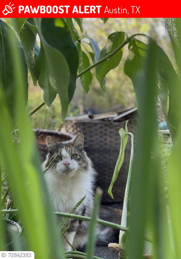 Lost Male Cat last seen Near ferndale cir, Austin, TX 78745