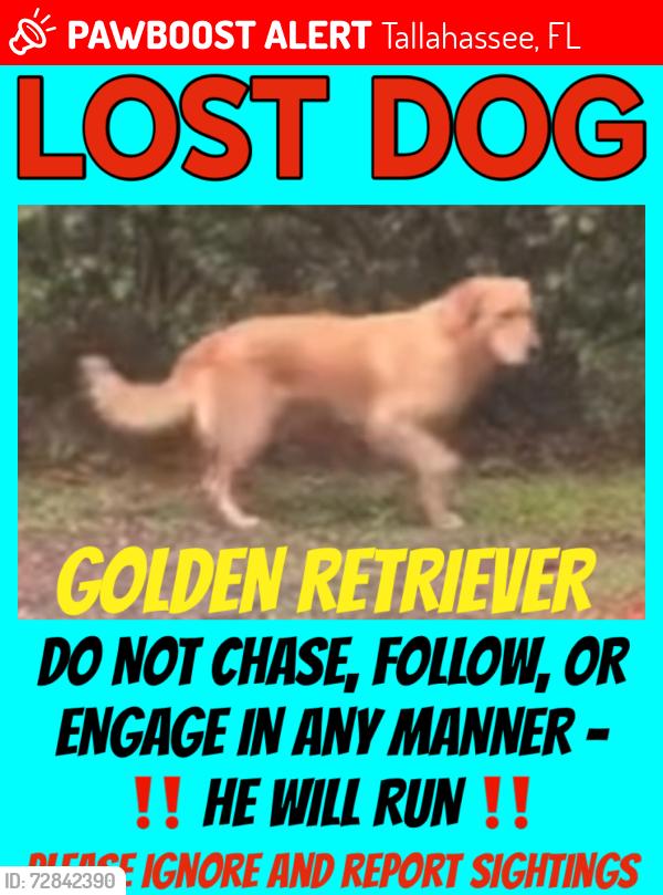 Lost Unknown Dog last seen Running southbound on CCNE towards Industrial Plaza Dr , Tallahassee, FL 32308
