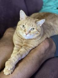 Lost Male Cat last seen Magenta, Bromont, QC J2L 0P2