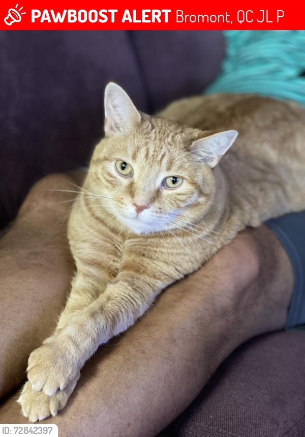 Lost Male Cat last seen Magenta, Bromont, QC J2L 0P2