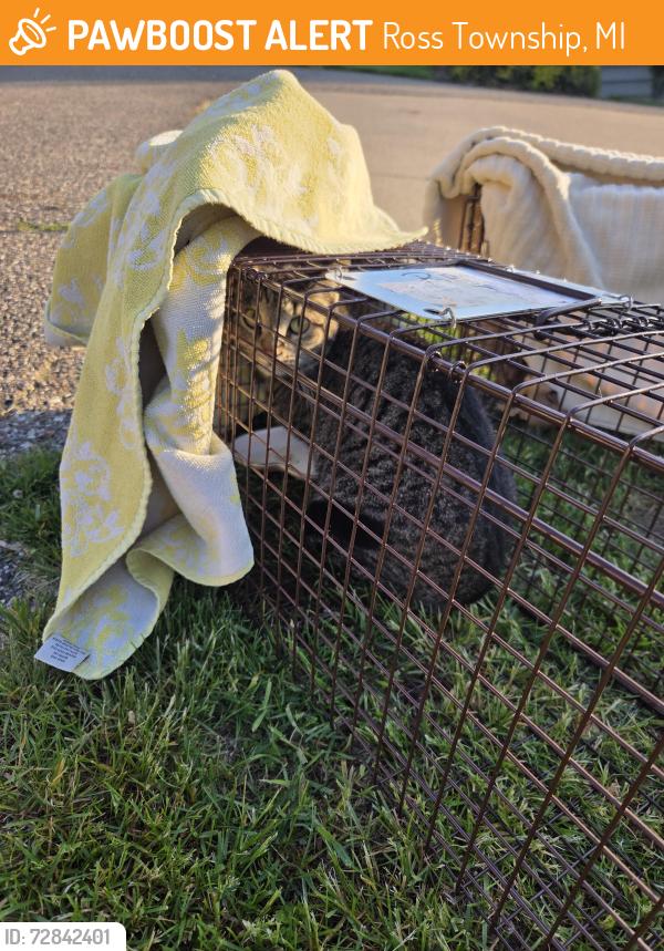 Found/Stray Unknown Cat last seen Sherman lake boat launch, Ross Township, MI 49012