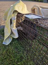 Found/Stray Unknown Cat last seen Sherman lake boat launch, Ross Township, MI 49012