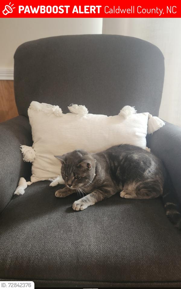 Lost Male Cat last seen Mulberry Creek Rd near the Collettsville Rd., Caldwell County, NC 28645