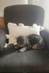 Lost Male Cat last seen Mulberry Creek Rd near the Collettsville Rd., Caldwell County, NC 28645