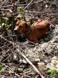 Found/Stray Female Dog last seen Near Lock and dam 6 Kelly Station, Bethel Township, PA 16226