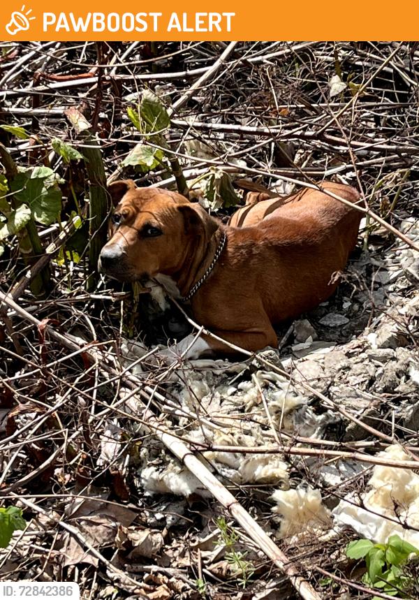 Found/Stray Female Dog last seen Near Lock and dam 6 Kelly Station, Bethel Township, PA 16226