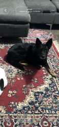 Lost Female Dog last seen El Capitan , Wichita Falls, TX 76310