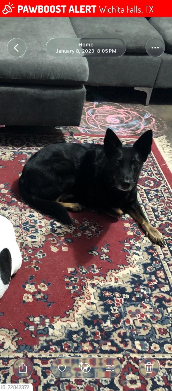 Lost Female Dog last seen El Capitan , Wichita Falls, TX 76310