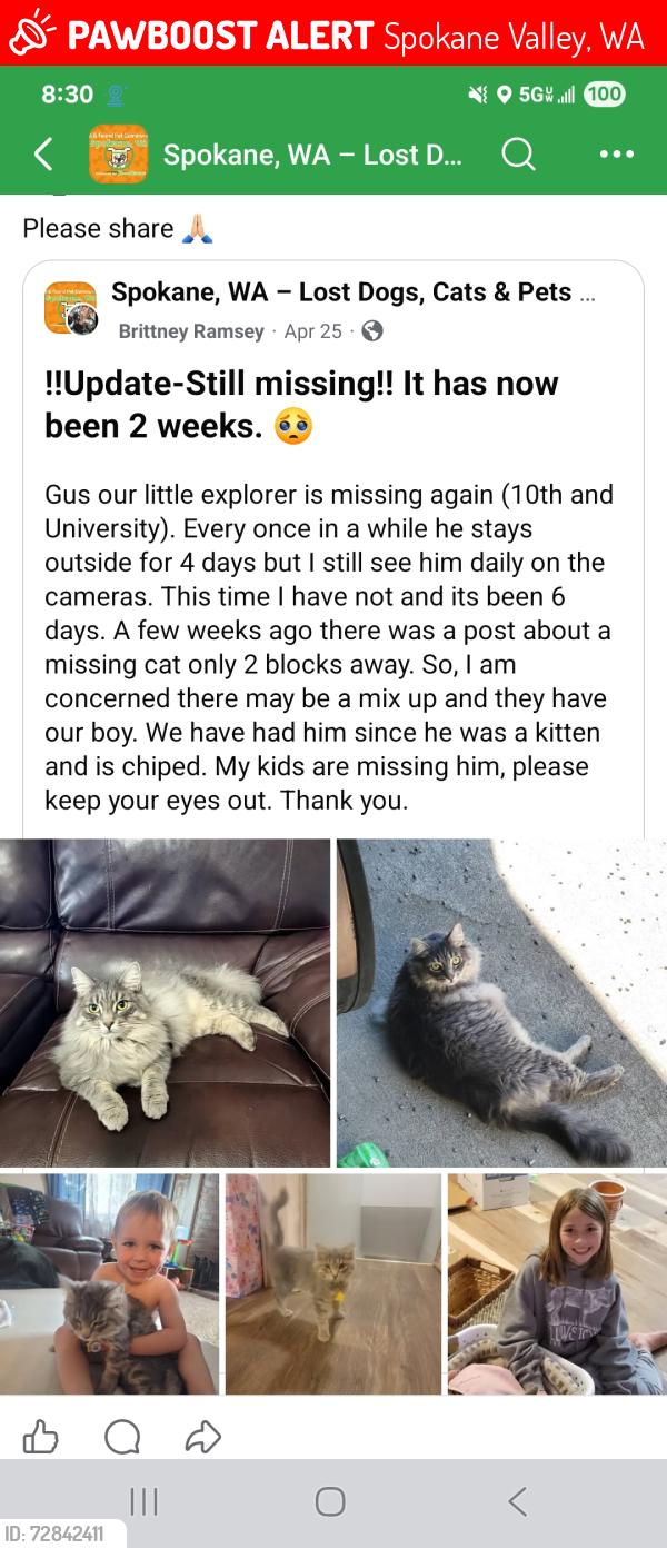 Lost Male Cat last seen 10th and University, Spokane Valley, WA 99206