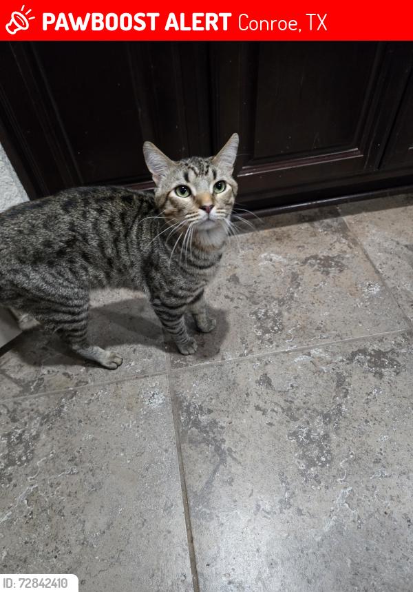 Lost Male Cat last seen The Forest in Jacob's reserve , Conroe, TX 77384