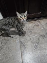 Lost Male Cat last seen The Forest in Jacob's reserve , Conroe, TX 77384