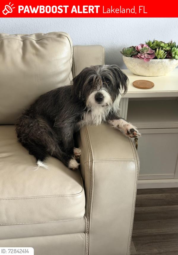 Lost Female Dog last seen Harden and Beacon, Lakeland, FL 33803