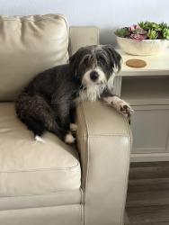 Lost Female Dog last seen Harden and Beacon, Lakeland, FL 33803