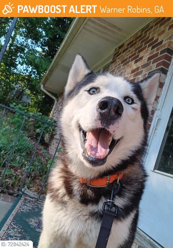 Found/Stray Male Dog last seen Robinhood Drive, Warner Robins, GA 31088