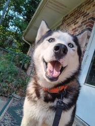 Found/Stray Male Dog last seen Robinhood Drive, Warner Robins, GA 31088