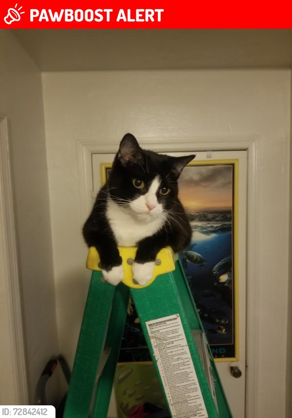 Lost Male Cat last seen Lavonia and Powell/Ixora, behind Weavers Corner shopping plaza., North Fort Myers, FL 33917