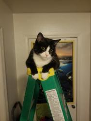 Lost Male Cat last seen Lavonia and Powell/Ixora, behind Weavers Corner shopping plaza., North Fort Myers, FL 33917