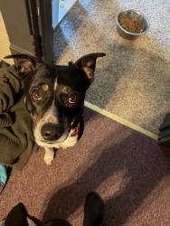 Found/Stray Male Dog last seen Linwood and 13th, Canton, OH 44710