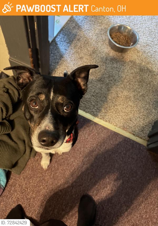 Found/Stray Male Dog last seen Linwood and 13th, Canton, OH 44710