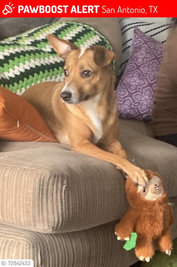 Lost Female Dog last seen Near west poplar st, San Antonio, TX 78207