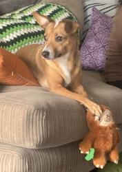 Lost Female Dog last seen Near west poplar st, San Antonio, TX 78207