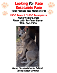 Lost Male Dog last seen 92nd & Manchester , Houston, TX 77012