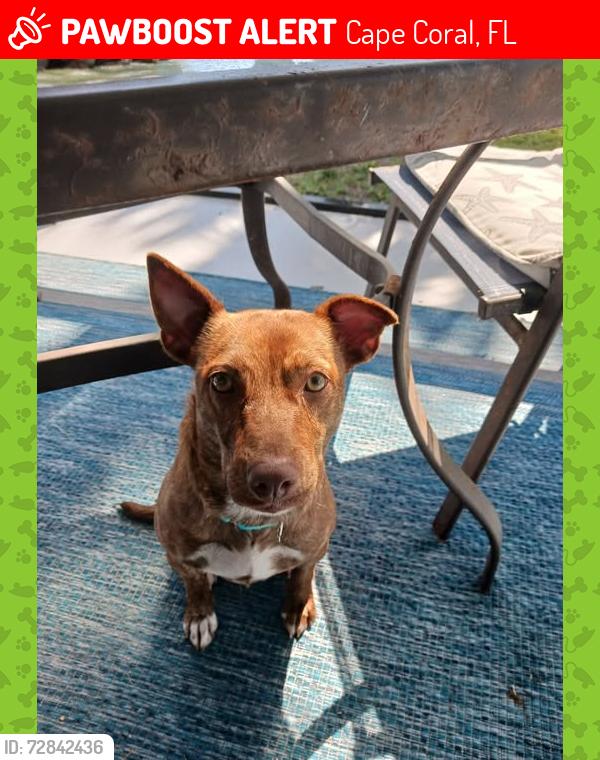 Lost Female Dog last seen skyline Blvd and cape Coral Parkway, Cape Coral, FL 33914