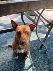 Lost Female Dog last seen skyline Blvd and cape Coral Parkway, Cape Coral, FL 33914