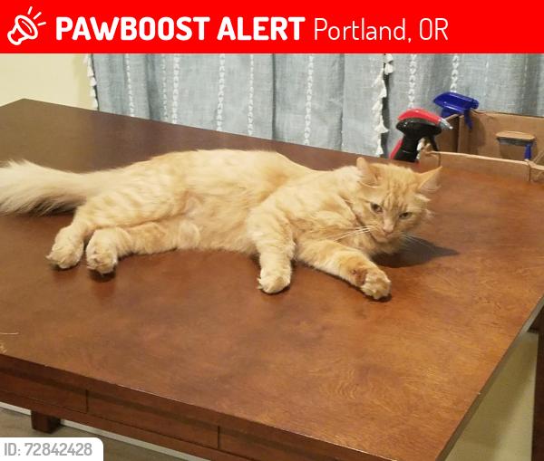 Lost Male Cat last seen Columbia River RV park , Portland, OR 97217