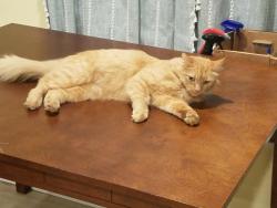 Lost Male Cat last seen Columbia River RV park , Portland, OR 97217