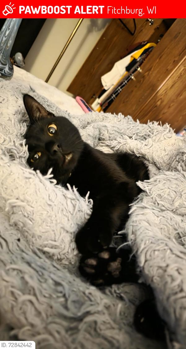 Lost Male Cat last seen Williamsburg Way, Fitchburg, WI 53719