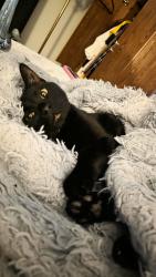 Lost Male Cat last seen Williamsburg Way, Fitchburg, WI 53719